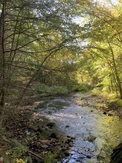 YELLICK CONSERVATION AREA