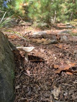 EDMUND HILL WOODS TRAILS AREA