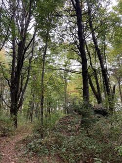 STIRRUP BROOK TRAIL