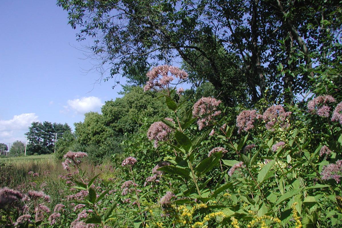 Joe Pye Weed