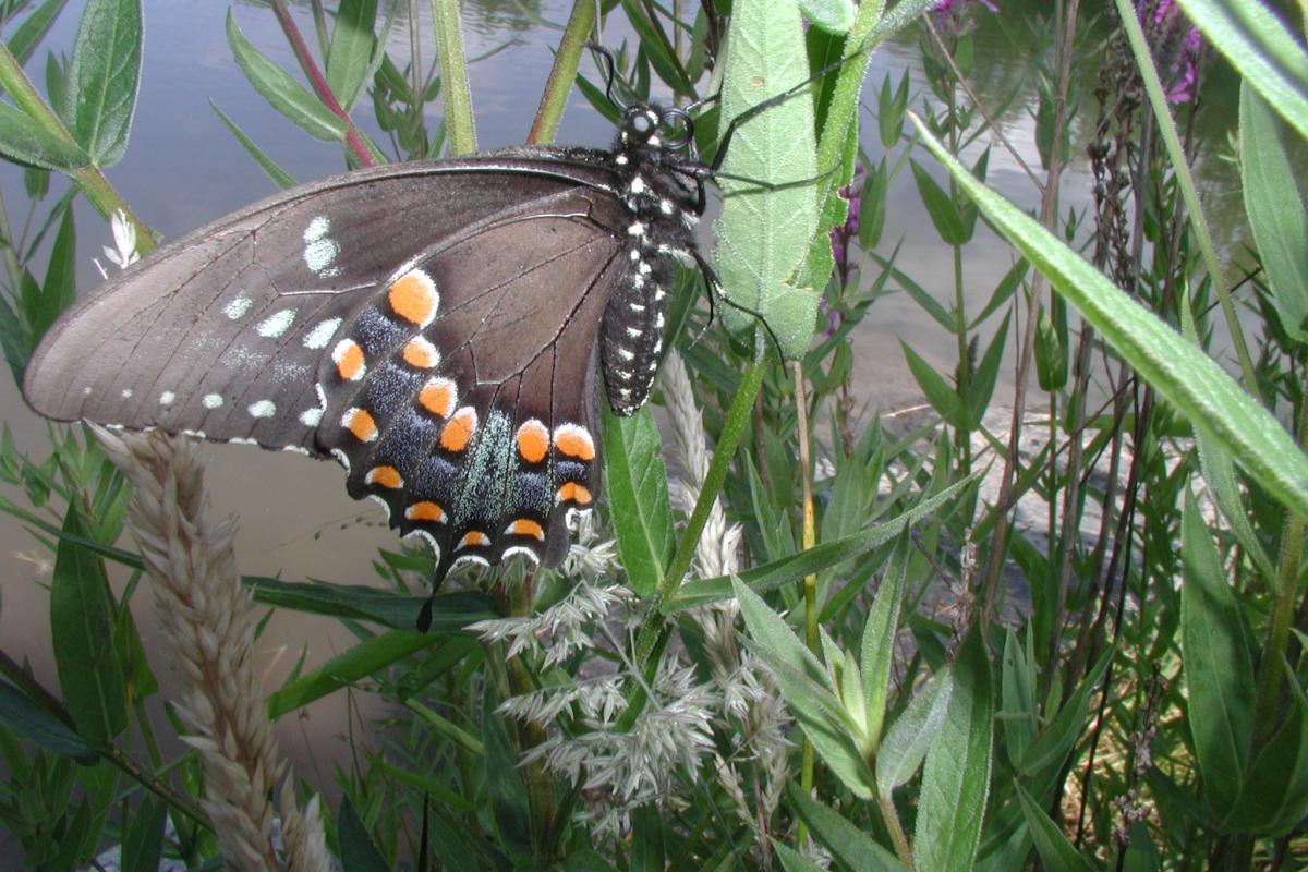 A visitor to Watson Park