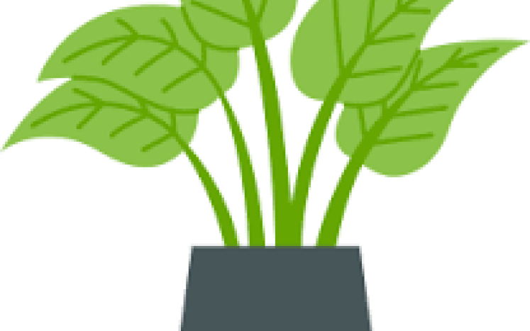 plant